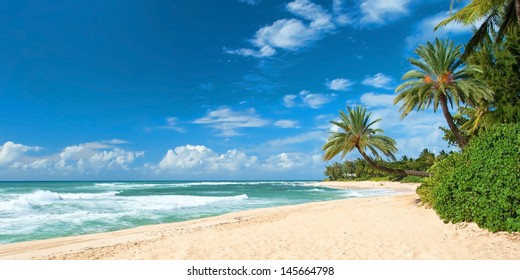 Untouched sandy beach with palms trees and azure ocean in background panorama