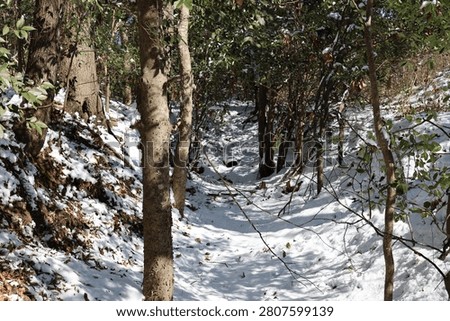 Untouched snowy path through the forest