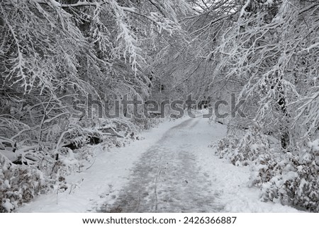 An untouched snowy path winds through a forest, with branches heavily laden with snow creating an arch overhead. The monochrome landscape is a serene depiction of winter's quiet and undisturbed beauty