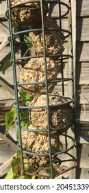 Untouched Unwanted Garden Bird Food Fat Seed Balls In Bird Feeder Starting To Go Mouldy In A Rusty Metal Bird Feeder Container