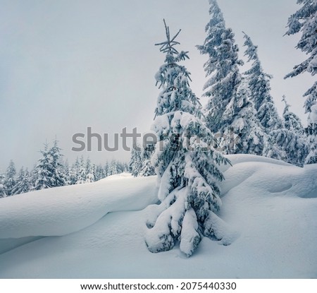 Untouched winter landscape. Gloomy morning scene of mountain forest. Spectacular winter view of Carpathian mountains, Ukraine, Europe. Beauty of nature concept background.
