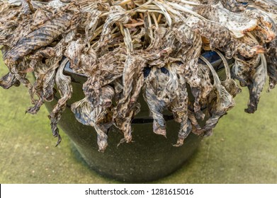 Untrimmed Decaying Hosta Plant, In Winter, Left In Ceramic Planter Pot.