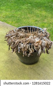 Untrimmed Decaying Hosta Plant, In Winter, Left In Ceramic Planter Pot.