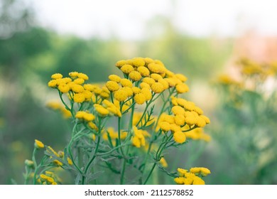 Unusual Angle Of The Flower Ordinary Tansy