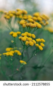 Unusual Angle Of The Flower Ordinary Tansy