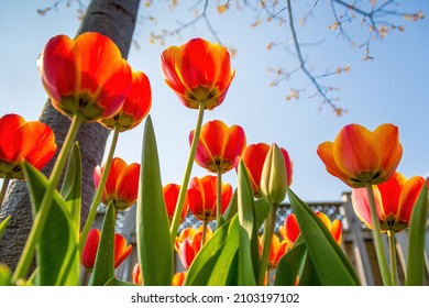 Unusual Angle Of Tulip Flowers In Garden