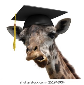 Unusual Animal Portrait Of A Goofy Giraffe College Graduate Student