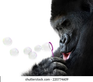 Unusual animal portrait of a gorilla blowing soap bubbles with a toy bubble wand