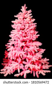 Unusual artificial christmas pine tree in neon pink color isolated black background