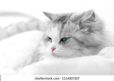 Ungewöhnliches Schwarz-Weiß-Katzen-Portrait. SCHLECHTER DOF