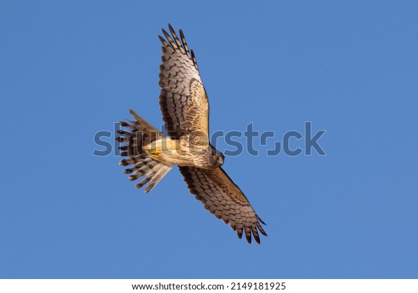 Unusual bottom  view of a female  hen harrier\
(Northern harrier)  flying in beautiful light, seen in the wild in\
North California