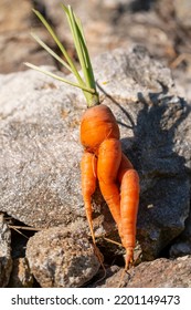 Unusual Carrot Shape As A Sexy Female Legs On Stone Surface Upstanding With Green Leaves.