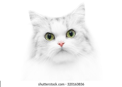 Unusual close-up cat portrait, black and white photo with colored eyes and nose, shallow DOF