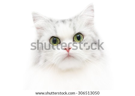 Unusual close-up cat portrait, white background, shallow DOF