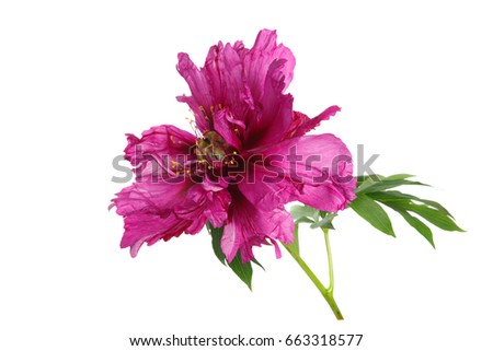 Unusual color magenta peony flower isolated on white background.