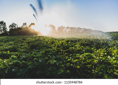 A unusual dry summer makes watering the fields a daily task for farmers in Denmark. On this picture a rain gun supplies a potato field with some water during sunset. 