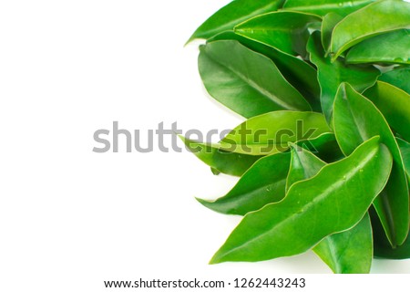 Unusual edible plant Pereskia aculeata, called in Brazil as ora-pro-nóbis in white background in the side of the frame Imagine de stoc © 