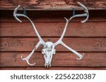 Unusual Elks skull with branched antlers hangs on outside of rustic wooden building