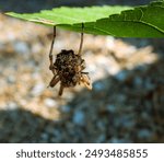 An unusual family. This female wolf spider (Pardosa sp.) carries and protects 50 of her children until they come of age, and then dies from exhaustion - parental care, procreation behaviour