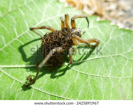 An unusual family. This female wolf spider (Pardosa sp.) carries and protects 50 of her children until they come of age, and then dies from exhaustion - parental care, procreation behaviour