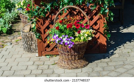 An unusual flower bed in retro style on a wicker basket. - Shutterstock ID 2137748537