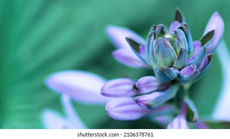 Unusual flower hostsa close-up macro photography. Blue-green inflorescence of hosta photo with copy space. Unusual blue flower for wallpaper or screensaver. - Shutterstock ID 2106378761