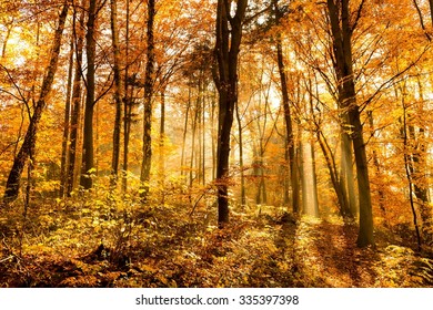 Setting Sun Enchants Deciduous Forest Vibrant Stock Photo (Edit Now ...