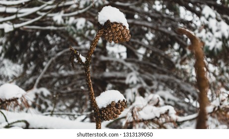 Unusual forest pine cones with snow