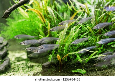 Unusual Glass catfish or ryptopterus vitreolus in aquarium