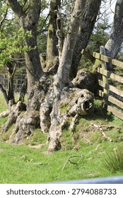 An unusual gnarled tree base with pareidolia features resembling a creature