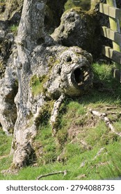 An unusual gnarled tree base with pareidolia features resembling a creature