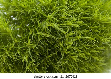 Unusual Green Carnation Flowers In A Shape Of Green Fuzzy Ball, Dianthus Barbatus  Isolated On White Background
