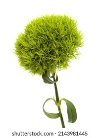 Unusual Green Carnation Flowers In A Shape Of Green Fuzzy Ball, Dianthus Barbatus  Isolated On White Background
