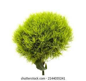 Unusual Green Carnation Flowers In A Shape Of Green Fuzzy Ball, Dianthus Barbatus  Isolated On White Background
