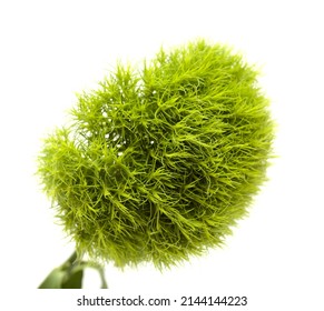 Unusual Green Carnation Flowers In A Shape Of Green Fuzzy Ball, Dianthus Barbatus  Isolated On White Background
