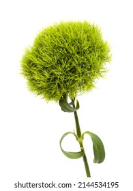 Unusual Green Carnation Flowers In A Shape Of Green Fuzzy Ball, Dianthus Barbatus  Isolated On White Background
