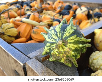 unusual green squash at a fall produce stand