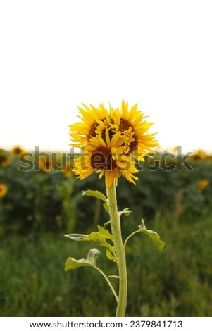 Similar – Image, Stock Photo Unusual modified sunflower mutation at field. Deformulated conjoined mutated yellow flower with three heads. Climate change, global warming. Vertical photo