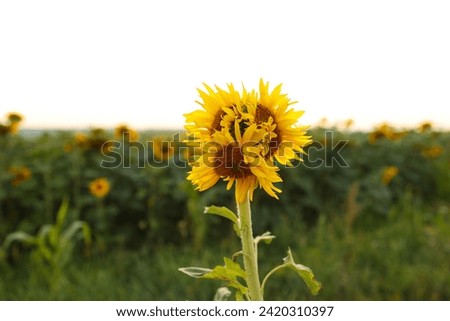 Image, Stock Photo Unusual modified sunflower mutation at field. Deformulated conjoined mutated yellow flower with three heads. Climate change, global warming. Vertical photo