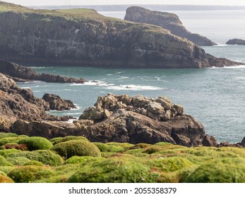 Unusual Mossy Green Mounds Along The Pembrokeshire Coastline