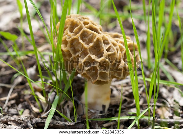 An unusual mushroom with a porous\
ornate brown patterned hat and white leg, growing among green grass\
and polluted foliage at the edge of the forest, close\
photo