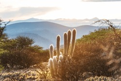Unusual Natural Landscapes -giant Cactus In Dry Bolivian Mountains, South America