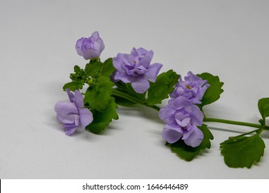 Unusual ornamental bacopa variety with filled blue flowers. Fresh brahmi twig on a solid, light background. Selective focus. (Chaenostoma cordatum)