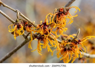 Unusual Pale Orange Flowers Of Hamamelis X Intermedia Vesna