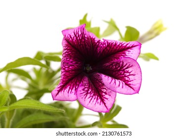 Unusual patterned magenta cultivar of Petunia, isolated on white background