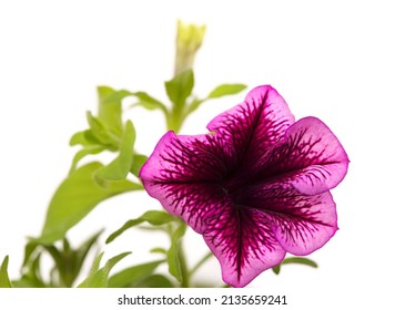 Unusual patterned magenta cultivar of Petunia, isolated on white background
