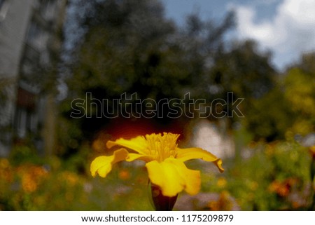 Similar – Image, Stock Photo Tulip in Winter Flower