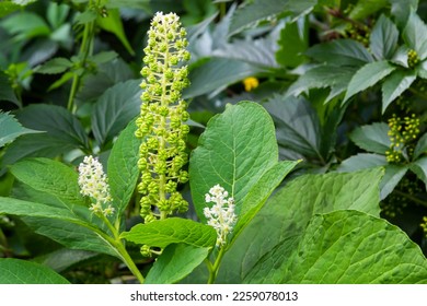 an unusual plant Laconosa or Phytolacca Americana with a long, narrow inflorescence among the foliage. Floral wallpaper.