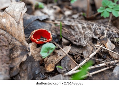 Unusual Ruby Elf Cup mushroom in the forest