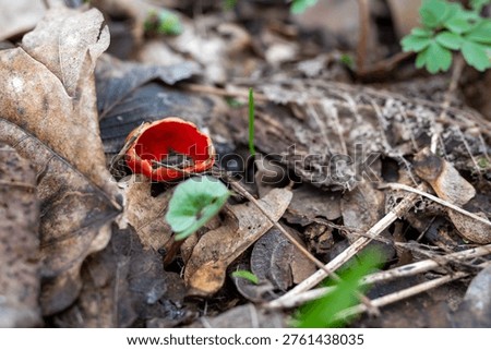 Unusual Ruby Elf Cup mushroom in the forest